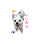 ココちゃん（マルポメ）（個別スタンプ：1）