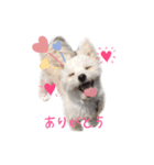 ココちゃん（マルポメ）（個別スタンプ：2）