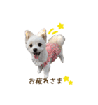 ココちゃん（マルポメ）（個別スタンプ：4）