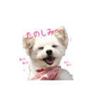 ココちゃん（マルポメ）（個別スタンプ：5）