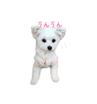 ココちゃん（マルポメ）（個別スタンプ：9）
