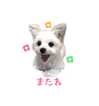 ココちゃん（マルポメ）（個別スタンプ：15）