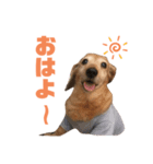 リクのスタンプ！（個別スタンプ：1）