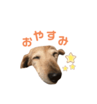 リクのスタンプ！（個別スタンプ：8）