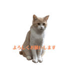 マンチカンのメルシーくん（個別スタンプ：2）