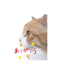 マンチカンのメルシーくん（個別スタンプ：3）
