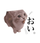 Niko diary（個別スタンプ：1）
