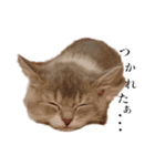 Niko diary（個別スタンプ：8）