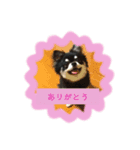 まろくんのきもち（個別スタンプ：1）