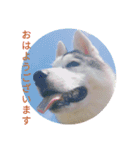 ハスキー、うさぎ、柴犬と丁寧なことば（個別スタンプ：1）