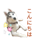 ハスキー、うさぎ、柴犬と丁寧なことば（個別スタンプ：2）