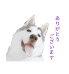 ハスキー、うさぎ、柴犬と丁寧なことば（個別スタンプ：4）