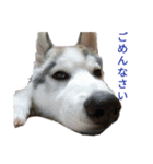 ハスキー、うさぎ、柴犬と丁寧なことば（個別スタンプ：5）