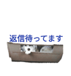 ハスキー、うさぎ、柴犬と丁寧なことば（個別スタンプ：6）