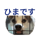 ハスキー、うさぎ、柴犬と丁寧なことば（個別スタンプ：7）