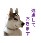 ハスキー、うさぎ、柴犬と丁寧なことば（個別スタンプ：9）