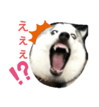 ハスキー、うさぎ、柴犬と丁寧なことば（個別スタンプ：10）