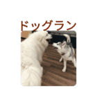 ハスキー、うさぎ、柴犬と丁寧なことば（個別スタンプ：11）