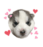 ハスキー、うさぎ、柴犬と丁寧なことば（個別スタンプ：12）
