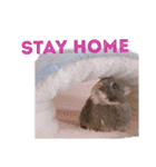 ハスキー、うさぎ、柴犬と丁寧なことば（個別スタンプ：13）