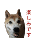 ハスキー、うさぎ、柴犬と丁寧なことば（個別スタンプ：16）