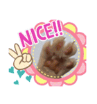 三毛猫モアナ4（個別スタンプ：2）