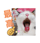 三毛猫モアナ4（個別スタンプ：3）