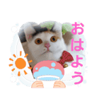 三毛猫モアナ4（個別スタンプ：5）