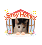 三毛猫モアナ4（個別スタンプ：6）