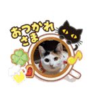三毛猫モアナ4（個別スタンプ：9）
