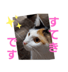 三毛猫モアナ4（個別スタンプ：12）