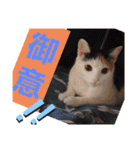 三毛猫モアナ4（個別スタンプ：13）