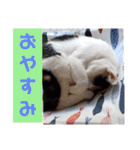三毛猫モアナ4（個別スタンプ：14）