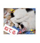 三毛猫モアナ4（個別スタンプ：16）