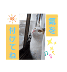 三毛猫モアナ4（個別スタンプ：17）