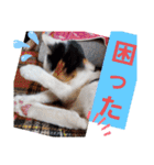 三毛猫モアナ4（個別スタンプ：19）