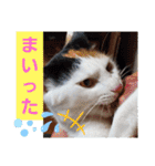 三毛猫モアナ4（個別スタンプ：20）