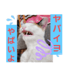 三毛猫モアナ4（個別スタンプ：21）