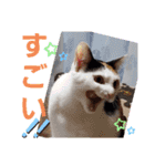 三毛猫モアナ4（個別スタンプ：22）