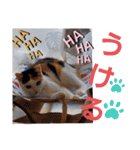 三毛猫モアナ4（個別スタンプ：23）