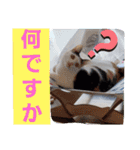 三毛猫モアナ4（個別スタンプ：25）