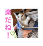 三毛猫モアナ4（個別スタンプ：26）