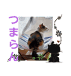三毛猫モアナ4（個別スタンプ：28）