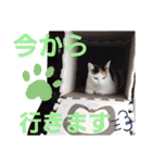 三毛猫モアナ4（個別スタンプ：29）
