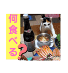 三毛猫モアナ4（個別スタンプ：30）