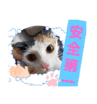 三毛猫モアナ4（個別スタンプ：33）