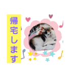 三毛猫モアナ4（個別スタンプ：35）