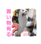 三毛猫モアナ4（個別スタンプ：36）