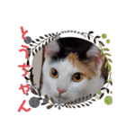 三毛猫モアナ4（個別スタンプ：38）