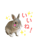 僕はミミちゃん（個別スタンプ：8）